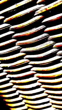 A close-up macro photo of overlapping rattan weaves in bright red, yellow, and black. The pattern features natural, detailed textures, making it ideal for use as a background in wildlife, nature