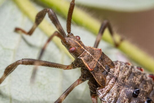 Leaf-Footed Bug Climbing Green Leaf Macro Nature