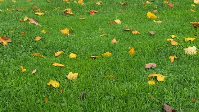 View over trimmed green lawn dotted with yellow fallen leaves in autumn. The fresh grass and scattered fall foliage create a colorful seasonal background in a country garden after October rainfall.
