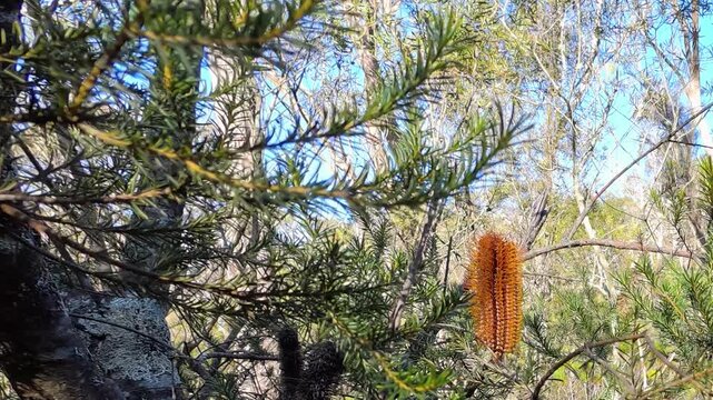 Orange Banksia Ericifolia Flower in Australian Bushland
