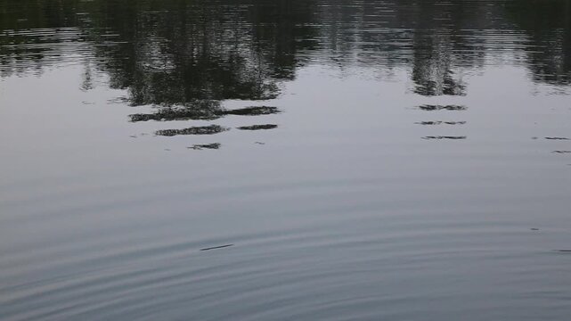 Soft ripples and tree reflection on calm lake surface, West Java, Indonesia
