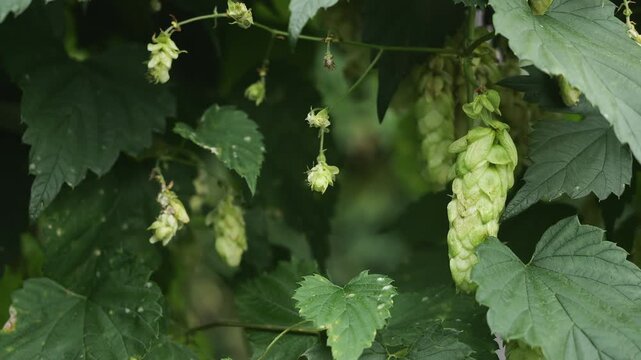 Close-up of ripe green hop cones growing on a hop plant among lush leaves, showing hop cultivation and agricultural crop ready for harvest.