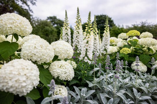 Elegant monochromatic white garden with lush Annabelle hydrangea pom-poms, towering white foxglove spires and shimmering silver dusty miller foliage.