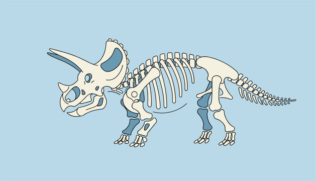 Dinosaur skeleton fossil of a triceratops, depicted in cream and blue colors on a solid light blue background for educational purposes.