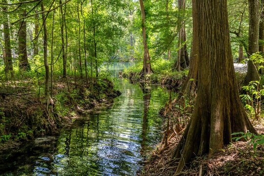 Ginnie Springs and Santa Fe River, Florida