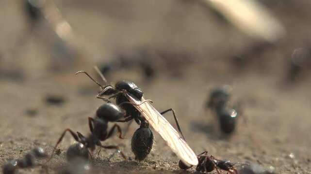 Winged ant queen (alate) surrounded by workers on sandy soil before the nuptial flight &mdash; ground-level macro in hard sunlight, shallow depth of field, static shot
