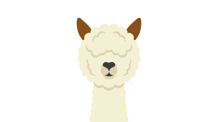 Obraz premium Cute alpaca face with fluffy wool