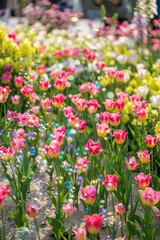 Obraz premium Pink Tulips Blooming in a Dreamy Sunny Spring Garden