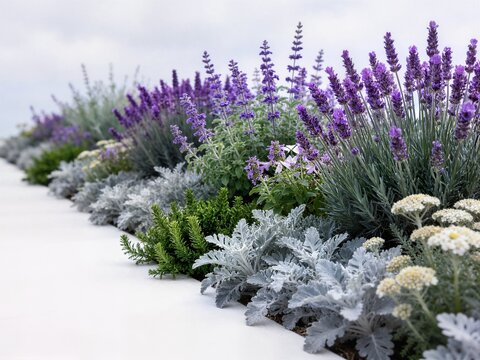 Long elegant lavender and silver border with rows of deep violet lavender spikes, velvety senecio dust, silvery foliage plants and creamy white yarrow blooms along a clean white edge.