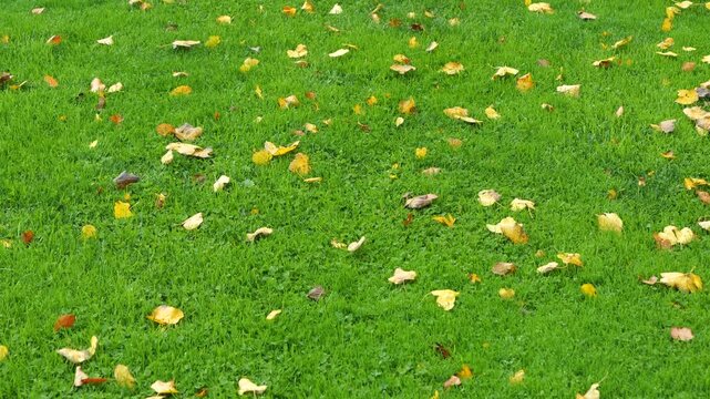 Neatly cut lawn is scattered with vibrant yellow and brown autumn leaves. The mix of grass, clover, and scattered leaves gives this view a seasonal and natural look, typical of rainy October days.