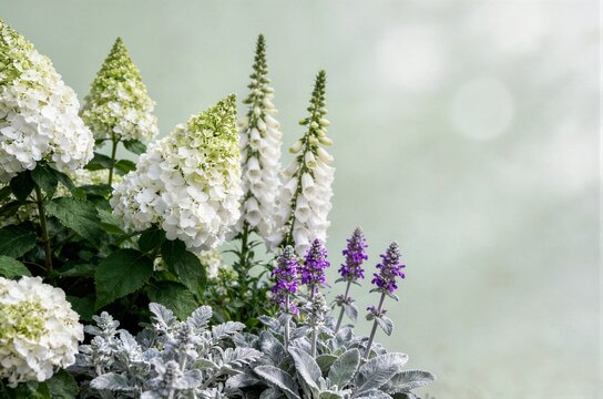 Soft-focus studio composition of pristine white limelight hydrangea cones, elegant white foxglove spires, silvery lambs ear leaves and purple salvia spikes against a mint-green bokeh background.