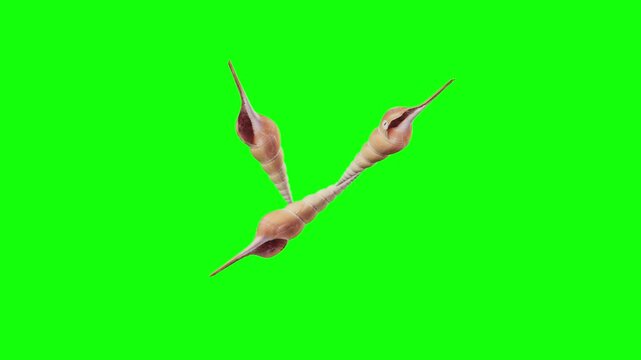 Sea Snail Shells 3D animated on green screen background