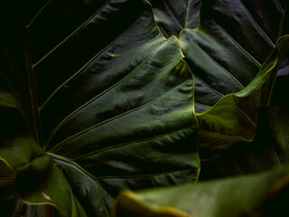 Obraz premium Dark Moody Tropical Leaf Texture with Deep Green Veins, Close-Up Botanical Abstract Background