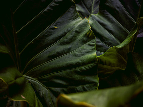 Dark Moody Tropical Leaf Texture with Deep Green Veins, Close-Up Botanical Abstract Background