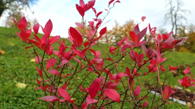 CLOSE UP, DOF: Cultivated blueberry shrub displays vivid red autumn leaves against a green rural hillside. Colorful fall foliage with distant trees forming a gentle seasonal background in October.