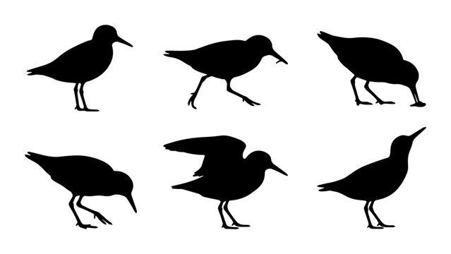 Shorebird Silhouettes Vector Set, Wading Bird Poses Collection, Coastal Wildlife Icons, Nature Graphics