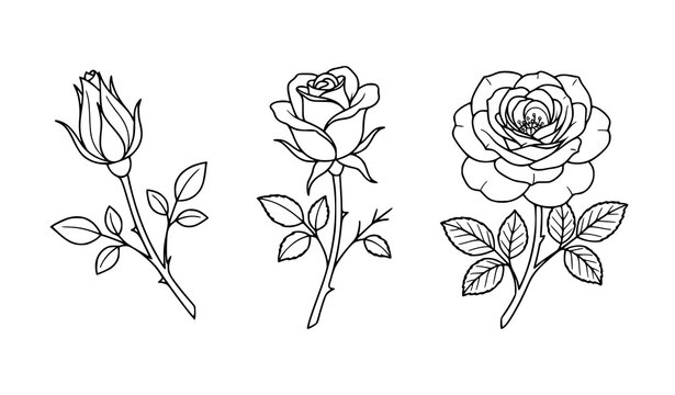 Rosebud and blooming rose flower line art collection black white botanical vector illustration