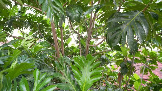 Lush green breadfruit tree branches and dense foliage under bright daylight.