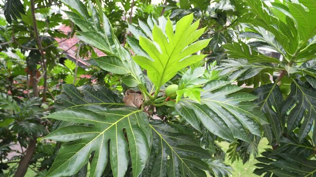 Lush green breadfruit tree branches and dense foliage under bright daylight.