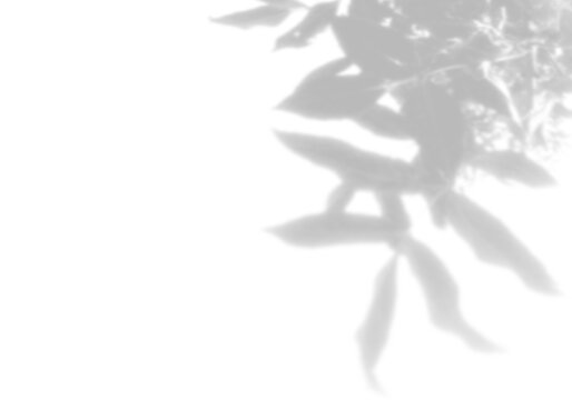 Natural light casts shadows from tree branches on a white background. Mockup