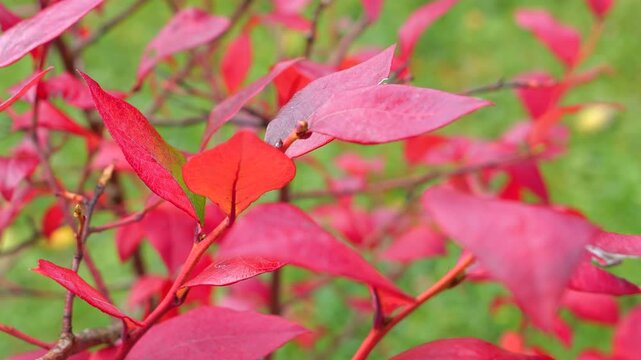 CLOSE UP, DOF: Vivid red blueberry leaves with delicate veins, smooth surfaces and small buds. Cultivated shrub glows with rich warm autumn color in a green country garden on a cloudy October day.