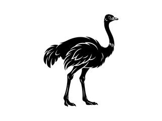 vector illustration of a ostrich © Mohammad