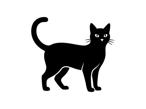 black cat vector illustration