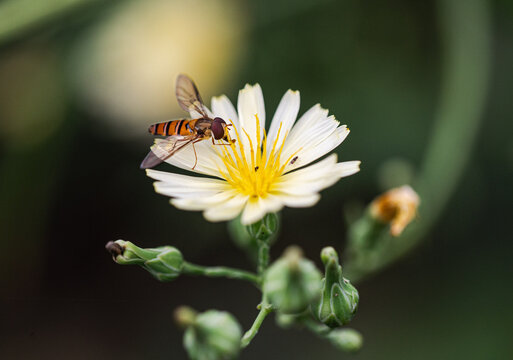 Hoverfly on White Wildflower in Soft Green Garden Background