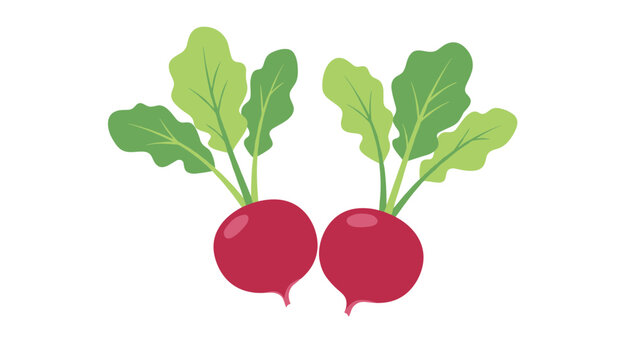 Pair of fresh organic red radishes with vibrant green leafy tops isolated on a plain white background.