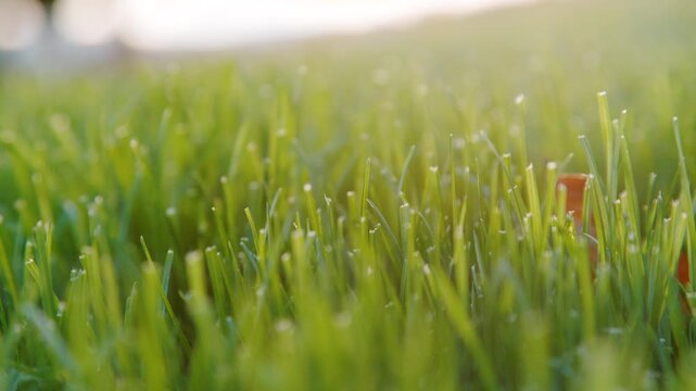CLOSE UP, DOF: Trimmed grass glowing in soft golden autumn sunlight. A narrow plane of focus highlights individual blades while the distant lawn and hillside dissolve into a bright, dreamy background.