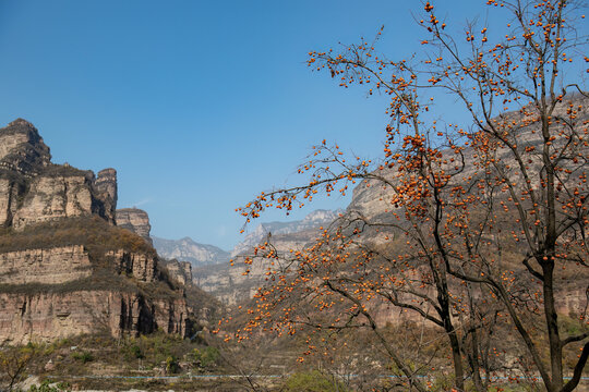 Persimmon Trees and Canyon Cliffs in the Taihang Mountains, Linzhou, Henan