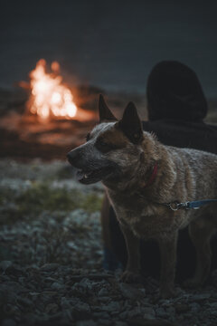 Laane County, Estonia - 26 August 2023: View of an Australian Cattle Dog sitting on a rocky beach near a campfire at dusk with a person in the background.
