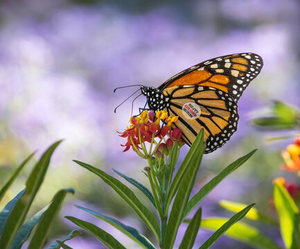 A tagged migrating Monarch butterfly (Danaus plexippus) feeding on Milkweed flowers in Texas in the autumn.