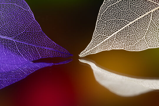 colorful leaves as background, abstract leaf skeleton texture