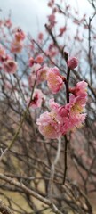 Close up of blooming sakura cherry blossom branch against clear sky © Naya Bilorus 
