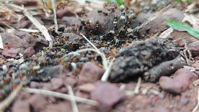 Close-Up View of Ants Crawling on a Rocky Surface in Nature