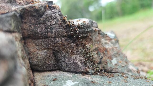 Close-Up View of Ants Crawling on a Rocky Surface in Nature