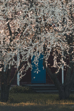 View of Vormsi house with a blue door framed by blooming white spring trees in Laane County, Estonia.