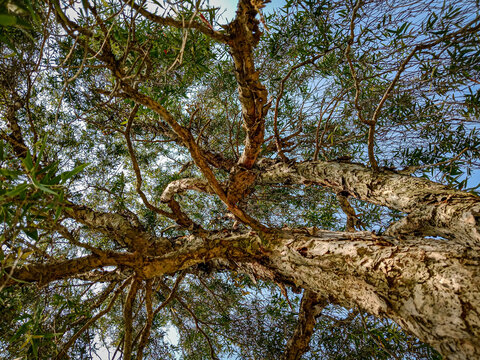 Worm eye view looking up at paperbark tree trunk and intricate branches Melaleuca leucadendra against blue sky