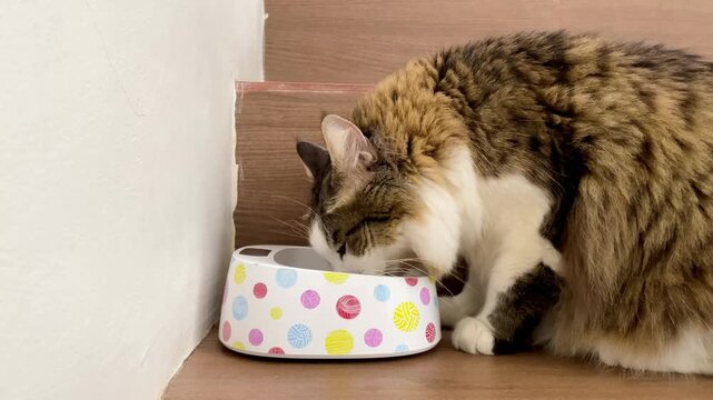 A fluffy multi colored cat shows a funny angry expression next to a white bowl of dry food on wooden stairs.