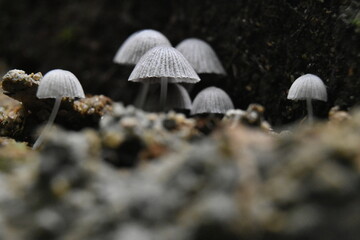 mushrooms in the forest © Prabuddha