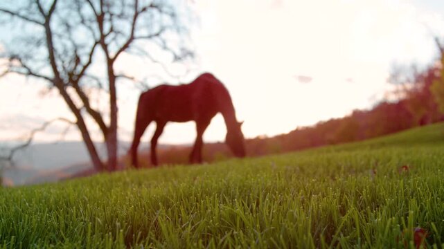 LENS FLARE, DOF, LOW ANGLE, SILHOUETTE: Lush green grass and brown horse grazing on hillside meadow in golden autumn light. Domestic animal on a morning pasture in a peaceful Slovenian countryside.