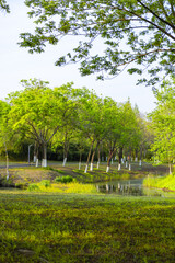 Obraz premium Green Park Landscape With Trees, Grass, and a Small Stream