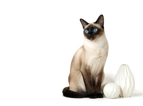 Siamese cat sitting elegantly beside a small cluster of subtle white decorative shapes, cream body with sharply defined dark seal points, brilliant blue eyes, pristine white background