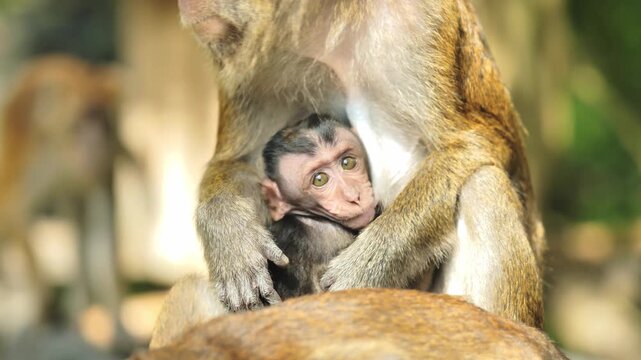 Mother Long Tailed Macaque Cradles Baby In Oslob Cebu Philippines Forest