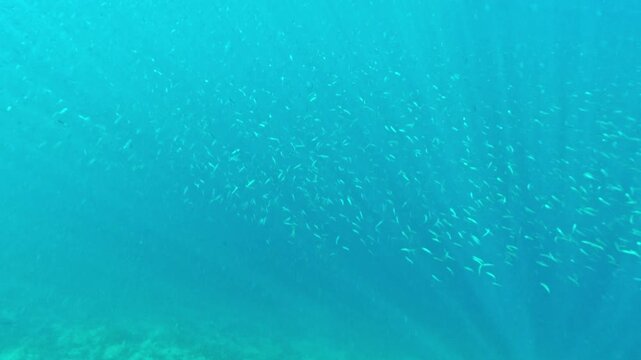Sunbeams shimmer through clear blue water above massive sardine school below