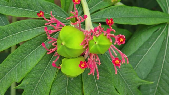jatropha podagrica, red bracts and flowers ,Jatropha multifida