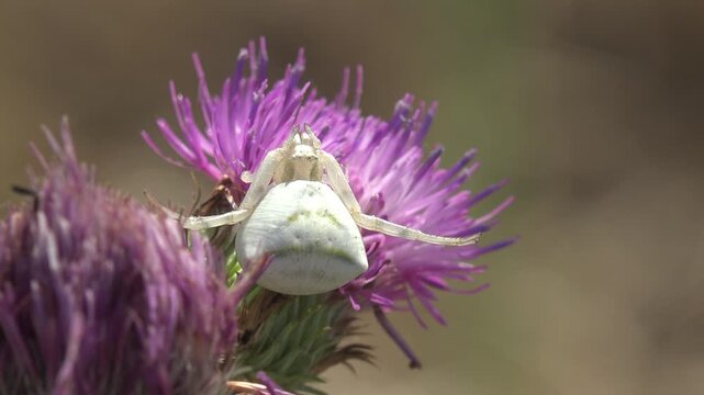White crab spider waiting in ambush on a purple thistle head, front legs spread wide, with small prey beneath it. Macro in hard summer light, very shallow depth of field, warm bokeh