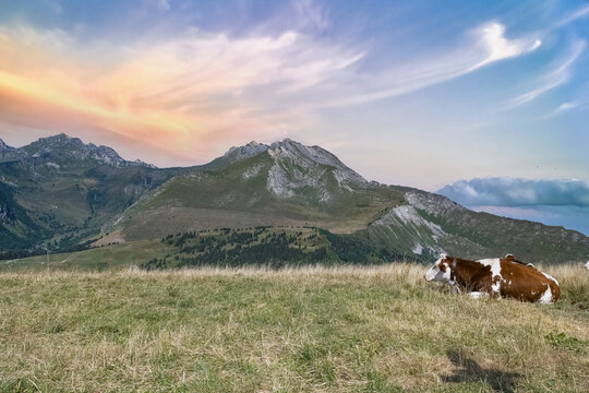 Le mont Caly in Haute-Savoie, cows grazing in the summer, in the mountains 
