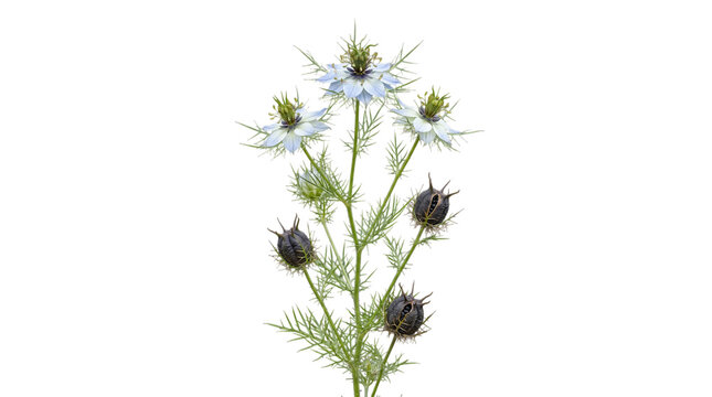 Nigella damascena flower and seed pods isolated on transparent background